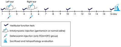 Protective Effects of Deferoxamine on Vestibulotoxicity in Gentamicin-Induced Bilateral Vestibulopathy Rat Model